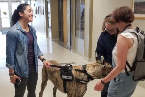 Therapy dog Shade