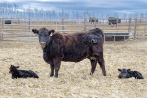Kirkwood farm cow with twin calves