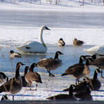 Trumpeter Swans on campus