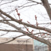 Signs of spring on campus