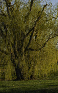 Willow trees