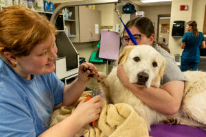 Veterinary Technician students work together to clip Murphy’s nails, who is a Pyrenees mix.