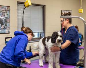 "Rip" is getting dried off during his visit to the Veterinary Technician students