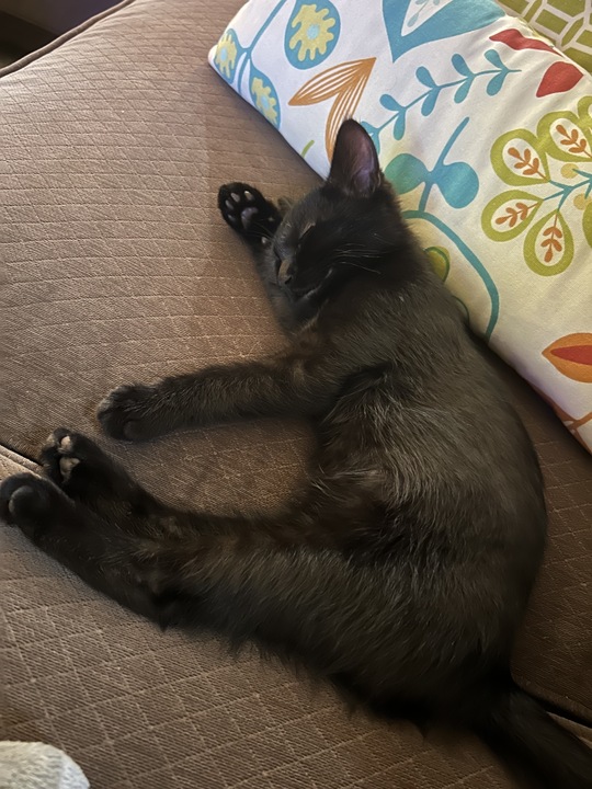 Peep enjoys an afternoon nap at home in November. 