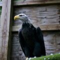Spirit the Bald Eagle