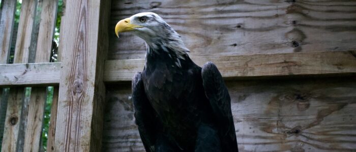 Spirit the Bald Eagle