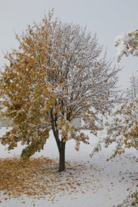 A tree of two seasons
