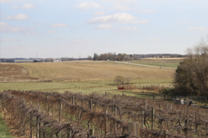 Kirkwood vineyard